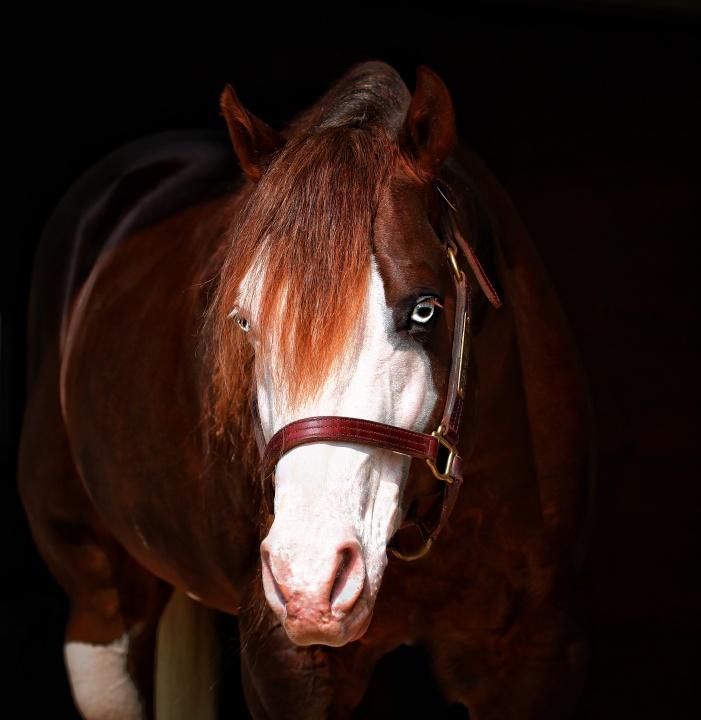 Haras Frange realiza quinta edição de seu tradicional leilão nos dias 16 e 17 de agosto em São Paulo