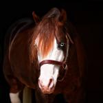 Haras Frange realiza quinta edição de seu tradicional leilão nos dias 16 e 17 de agosto em São Paulo