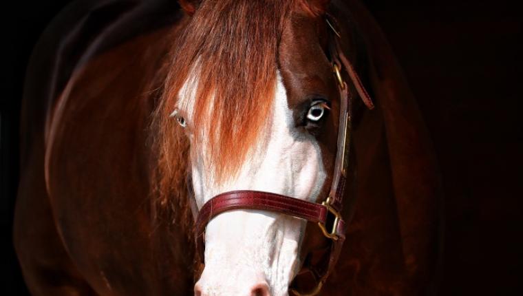 Haras Frange realiza quinta edição de seu tradicional leilão nos dias 16 e 17 de agosto em São Paulo